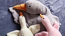 Самой популярной игрушкой у детей в этом году стал Гусь